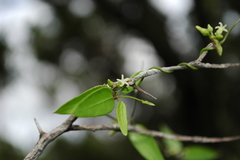 Metastelma barbigerum