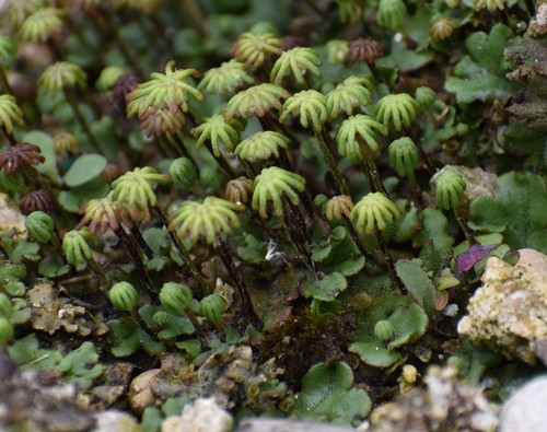 Marchantia polymorpha