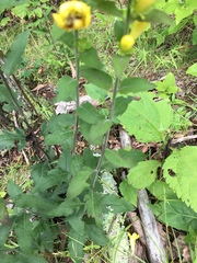 Aureolaria virginica