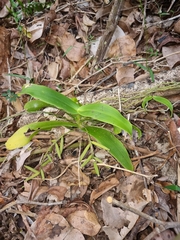 Peristeranthus hillii