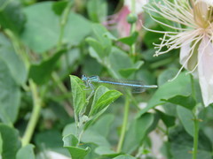 Platycnemis pennipes