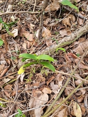 Peristeranthus hillii