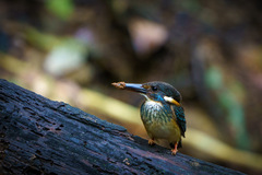 Alcedo peninsulae