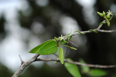 Metastelma barbigerum