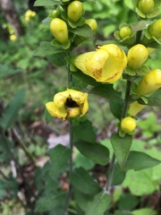 Aureolaria virginica