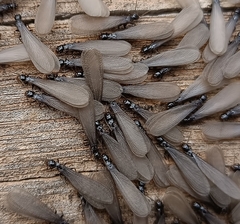 Reticulitermes grassei