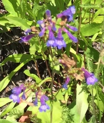 Penstemon wilcoxii