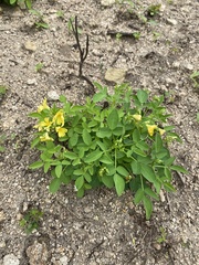 Oxalis frutescens