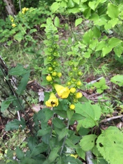 Aureolaria virginica