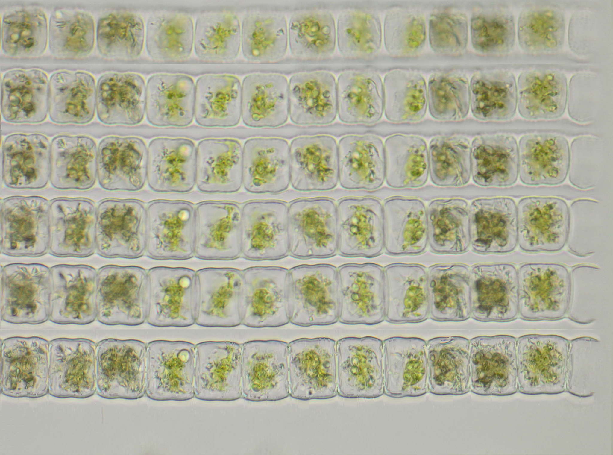 Hyalotheca dissiliens var. minor