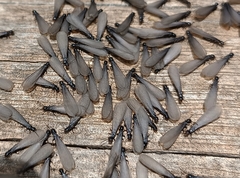 Reticulitermes grassei