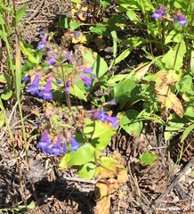 Penstemon wilcoxii