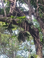 Peristeranthus hillii