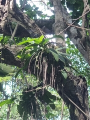 Peristeranthus hillii