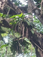 Peristeranthus hillii