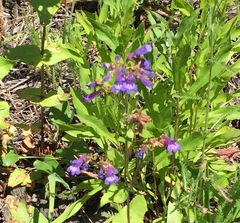 Penstemon wilcoxii