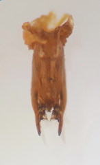 Physetopoda scutellaris