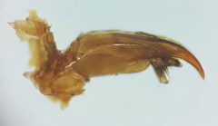 Physetopoda scutellaris