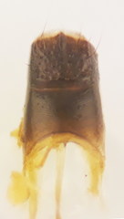 Physetopoda scutellaris