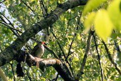 Turdus iliacus