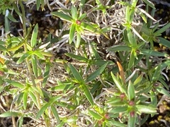 Carpacoce