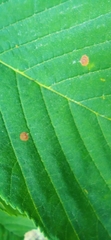 Cameraria ohridella
