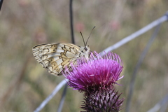Melanargia russiae
