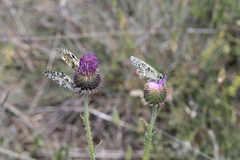 Melanargia russiae