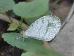 Leptosia