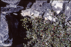 Rhamnus myrtifolia