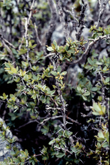 Berberis hispanica