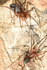 Mesiotelus