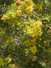 Aspalathus pallescens