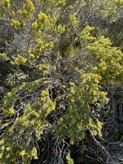 Aspalathus pallescens