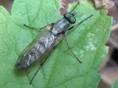 Procyclotelus elegans