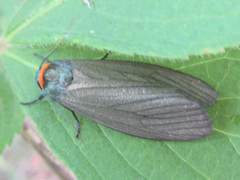 Macrobrochis staudingeri