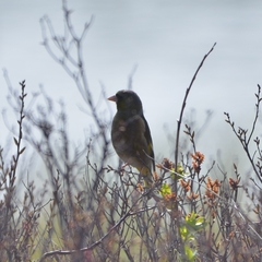 Chloris sinica kawarahiba