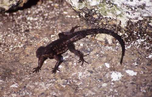 Karusasaurus polyzonus