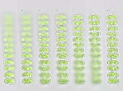 Sphaerozosma filiforme