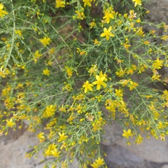 Hypericum triquetrifolium