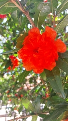 Punica