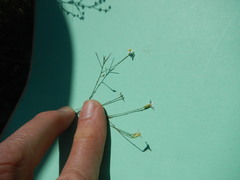 Chaetopappa asteroides