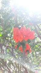 Punica