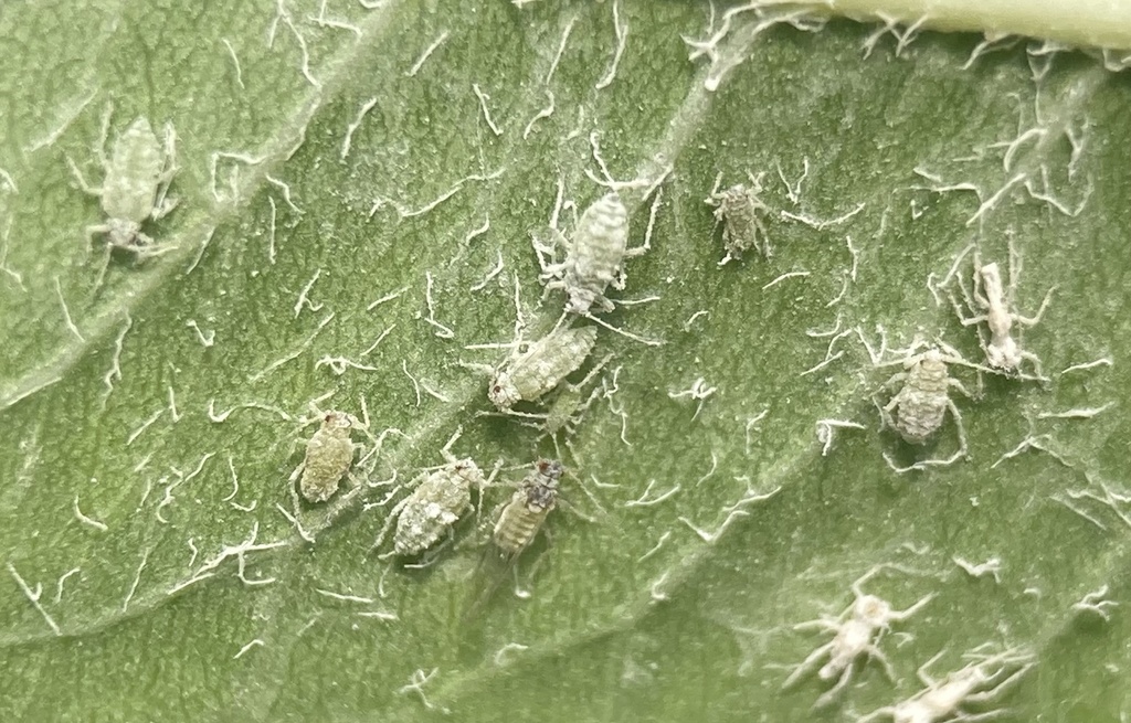 Mealy Almond Aphid