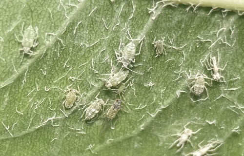 Mealy Almond Aphid