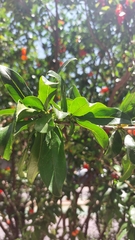 Punica