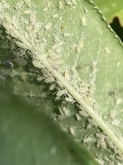 Hyalopterus amygdali