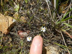 Chaetopappa asteroides