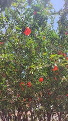 Punica
