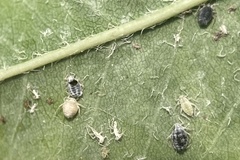 Hyalopterus amygdali